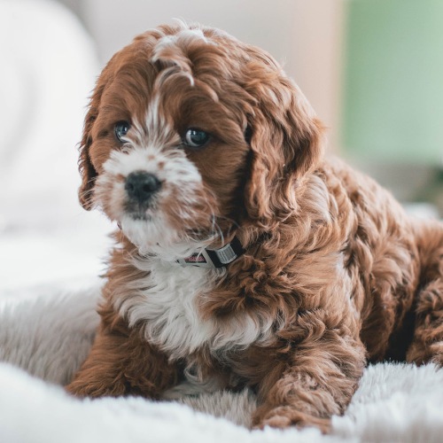 Pet Policy Image